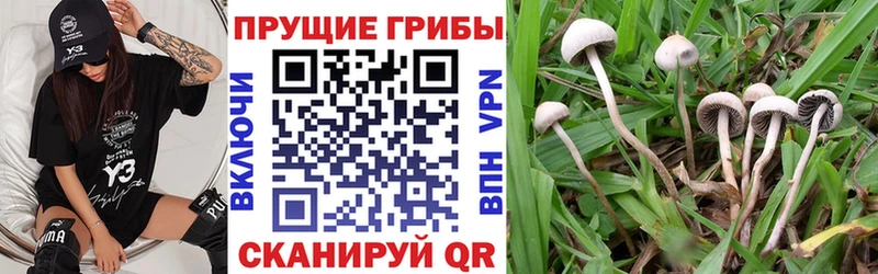 купить наркоту  Северо-Курильск  Галлюциногенные грибы GOLDEN TEACHER 